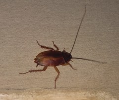 Periplaneta americana