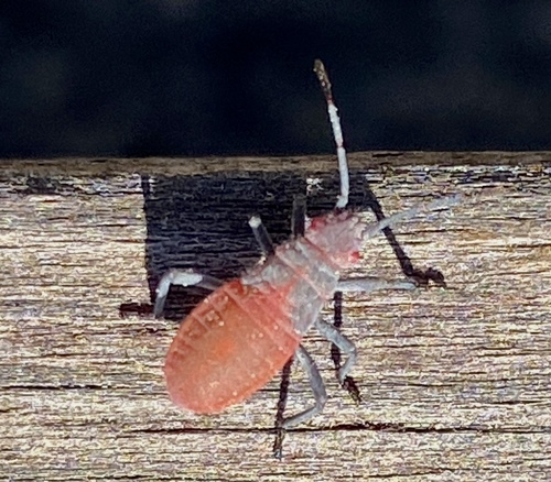 iNaturalist observation photo of Red-shouldered Bug