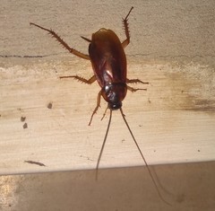 Periplaneta americana