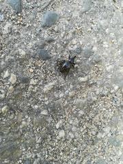 Liparus glabrirostris