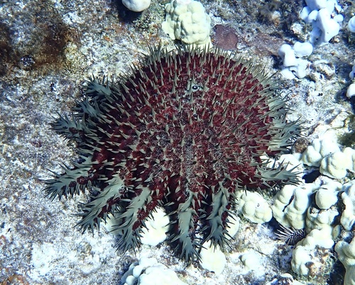 Pacific Ocean Crown-of-Thorns photographed in Hawaii