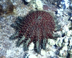 Acanthaster planci