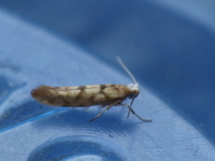 Argyresthia alternatella