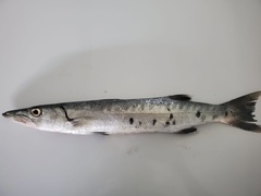 Sphyraena guachancho