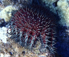 Acanthaster planci