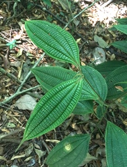 Miconia dentata