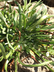 Plagiobothrys humistratus