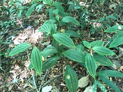 Miconia dentata