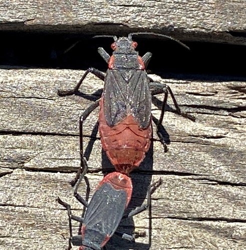 iNaturalist observation photo of Red-shouldered Bug
