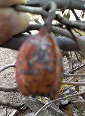 Eucalyptus dolichorhyncha