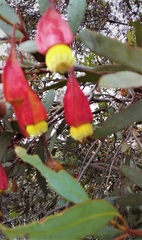 Eucalyptus dolichorhyncha