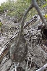 Eucalyptus dolichorhyncha