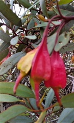 Eucalyptus dolichorhyncha