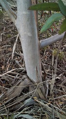 Eucalyptus dolichorhyncha