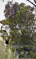 Eucalyptus dolichorhyncha