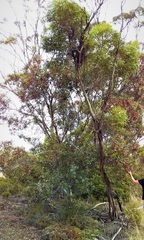 Eucalyptus dolichorhyncha