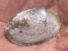 Periploma planiusculum