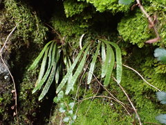 Notogrammitis patagonica