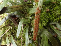 Notogrammitis patagonica