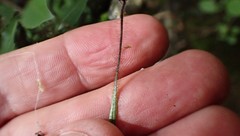 Notogrammitis patagonica