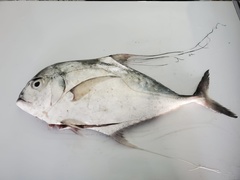 Alectis ciliaris