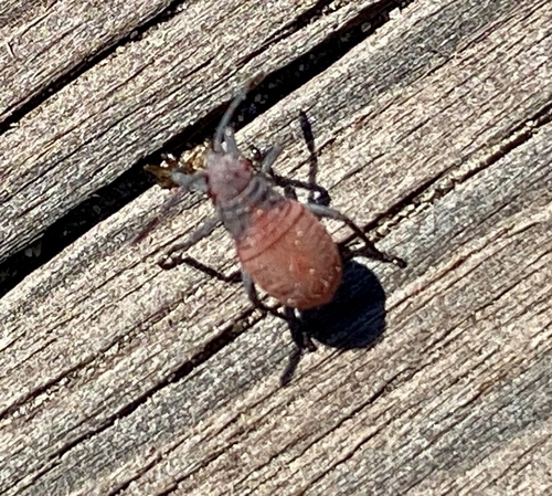 iNaturalist observation photo of Red-shouldered Bug