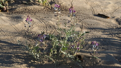 Astragalus lentiginosus borreganus
