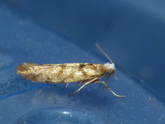 Argyresthia alternatella