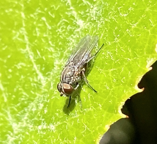 iNaturalist observation photo of Brachyceran Flies