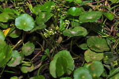 Hydrocotyle tribotrys