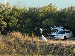 Ardea alba