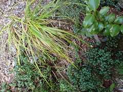 Carex corynoidea
