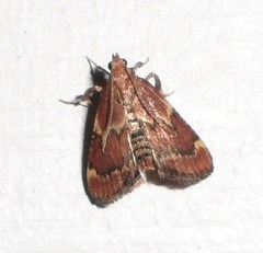 Hypsopygia intermedialis