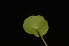 Hydrocotyle tribotrys