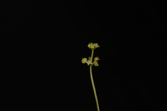 Hydrocotyle tribotrys