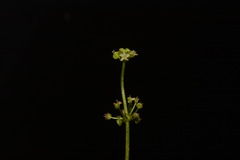 Hydrocotyle tribotrys