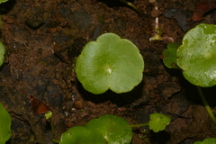Hydrocotyle tribotrys