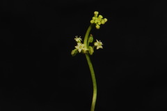 Hydrocotyle tribotrys