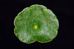 Hydrocotyle tribotrys
