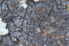 Caloplaca sideritis