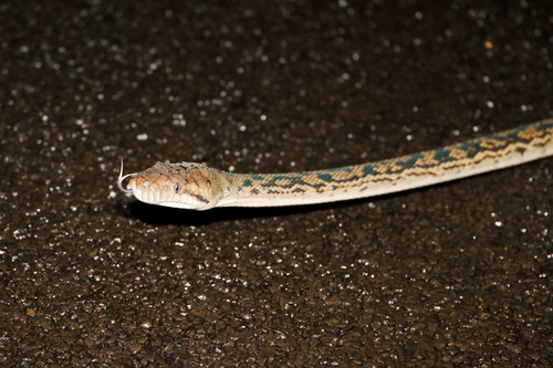 Australian Scrub Python sighting
