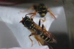 Polistes atrimandibularis