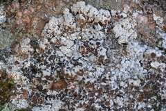 Lecanora argopholis