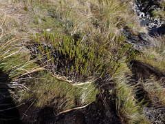 Veronica pauciramosa