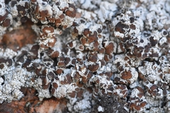 Lecanora argopholis