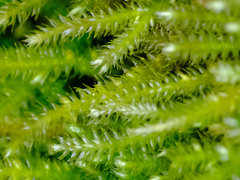 Pseudisothecium cristatum