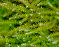 Pseudisothecium cristatum