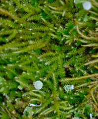 Pseudisothecium cristatum