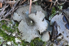 Dermatocarpon reticulatum