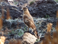 Daptrius chimango chimango